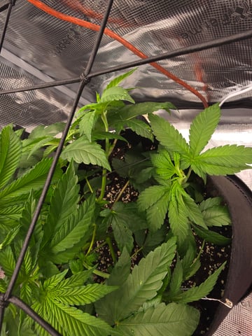 Northern lights #10 2nd plant (Selkies) — vegetative, day 31
