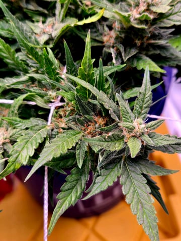 Fastbuds Autoflower Run — flower, day 73