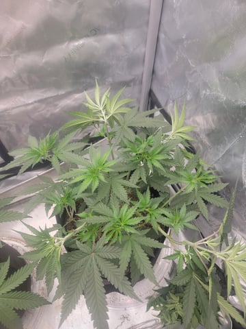 my first grow — vegetative, day 38