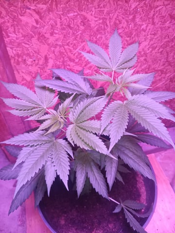 aurora auto — vegetative, day 48