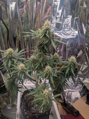 Zkittlez (Auto) — flower, day 86