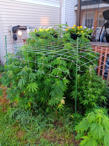 Outdoor summer 2025 grow — vegetative, day 1