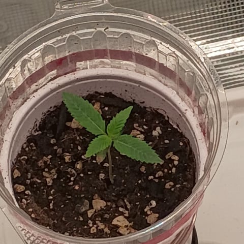 TentPlantLightFan — seedling_rooting, day 12