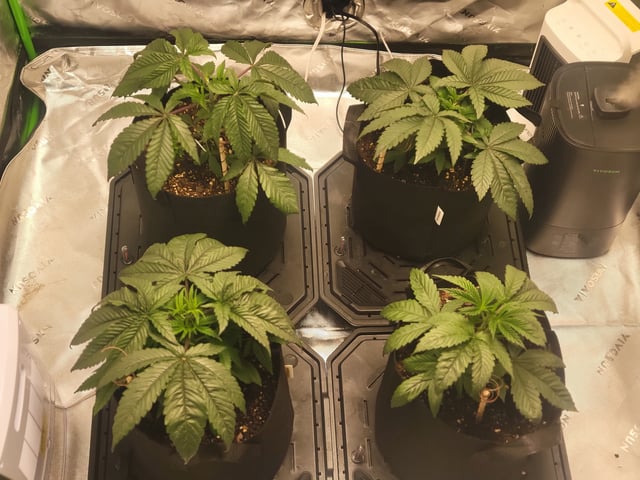 oreo blizzard — vegetative, day 16