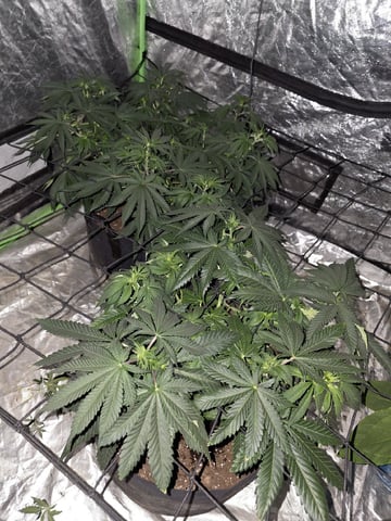 Apple fritta — flower, day 51