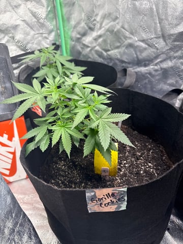 Auto 3/9/26 — vegetative, day 32