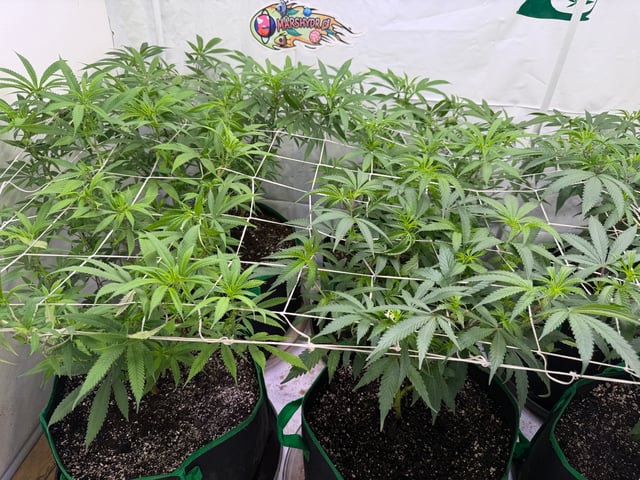 indoor tent  — flower, day 22