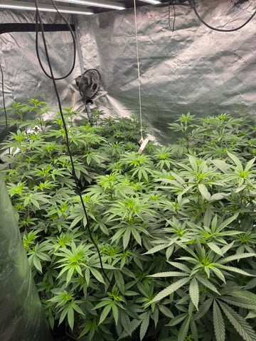 Hollywood Headband and LimeHeads  — flower, day 108