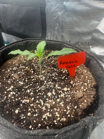  Amnesia Haze — seedling_rooting, day 1