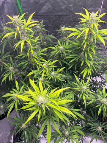 Blueberry auto — flower, day 86