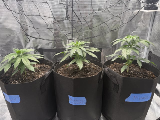 My First Grow