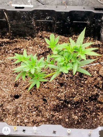 jelly cake — vegetative, day 1