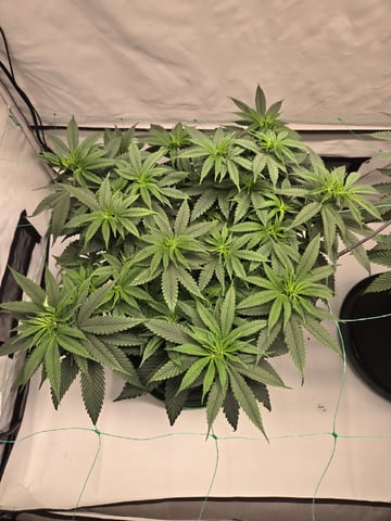 Zoap & Mimosa x OrangePunch