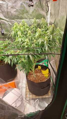 Two mystery buds — vegetative, day 83