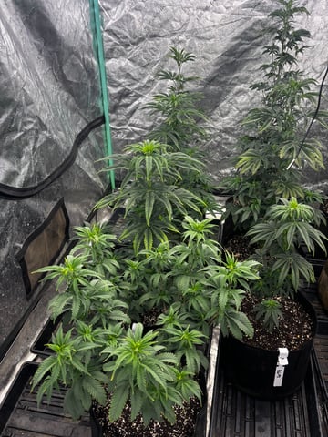 Mixed Freebies — flower, day 69