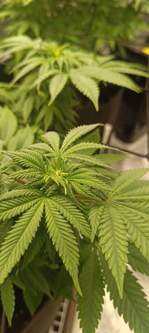 First Time Growing  — flower, day 45