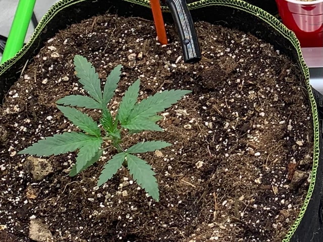 Six  — vegetative, day 23