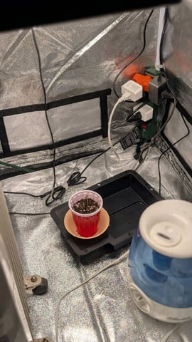 Grow 2 — germination, day 7