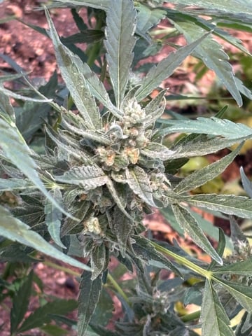 3 seeds  — flower, day 81