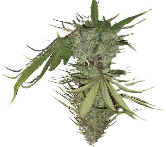 critical orange punch / strawberry soda — flower, day 71