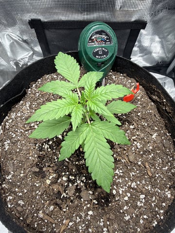 Gorilla Cookies 2nd Try — vegetative, day 25