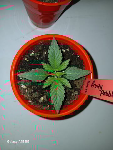 fruity pebbles, cap junky — seedling_rooting, day 23