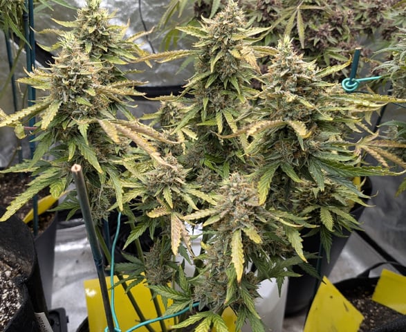 Mixed Grow — flower, day 118