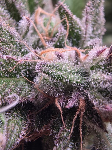 Blue Dream Feminized  — flower, day 152