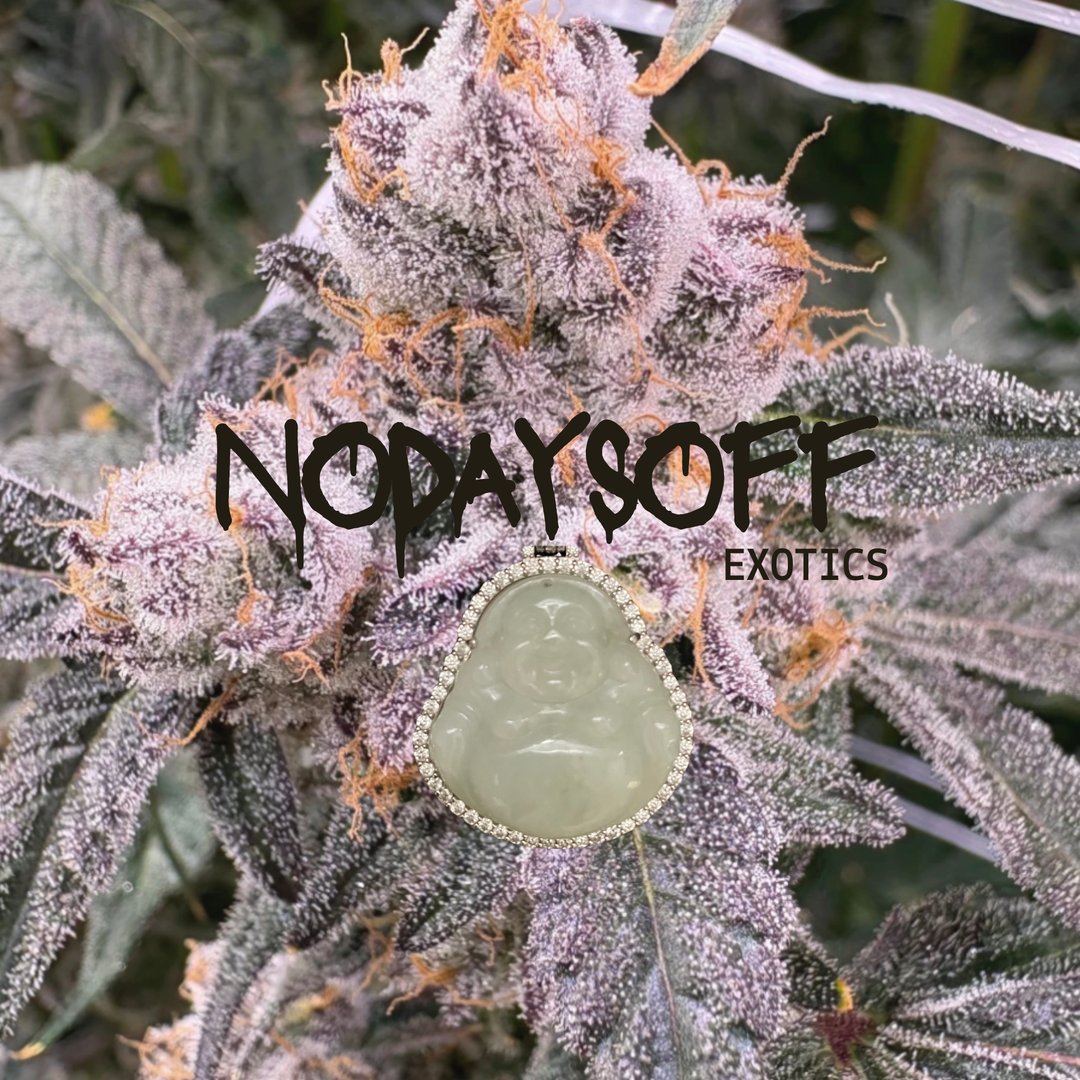 NODAYSOFFxEXOTICS