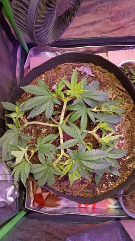 Purple Plum Perfect 💜 & 2 Grape Runtz 🍇 Mainlining garden.  — vegetative, day 107