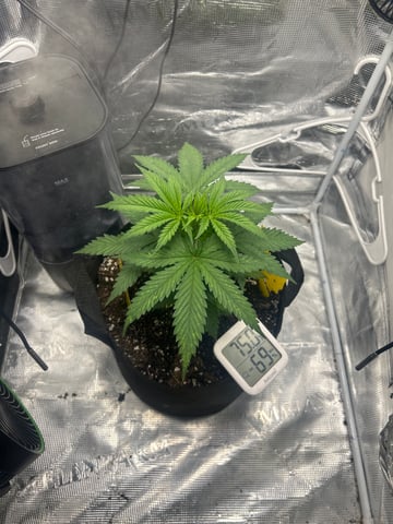 2nd Run — vegetative, day 35