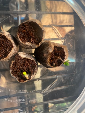 indoor 2 — seedling_rooting, day 1