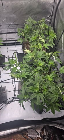 Lime Rian. — vegetative, day 40