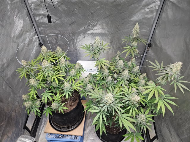 BLACKCHERRY SHERB — flower, day 82