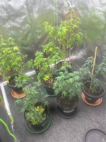 3autos and 2 fem  — flower, day 75