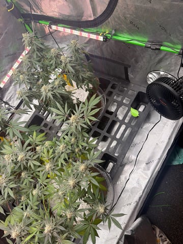 First Grow – Learning Every Day — vegetative, day 83