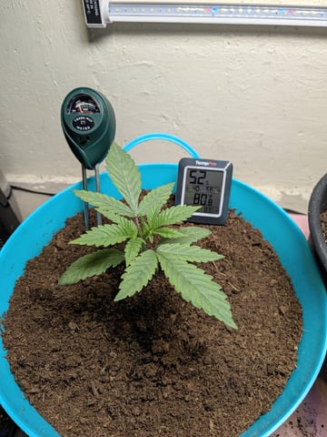 Apple Betty — seedling_rooting, day 4