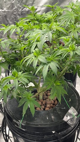 1st Ever Grow (Fat Bastard)(RDWC)  — vegetative, day 90