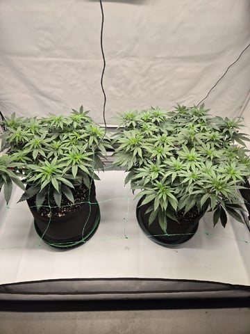 Zoap & Mimosa x OrangePunch — vegetative, day 71