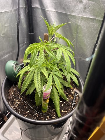 My Devine Conscious  — vegetative, day 410