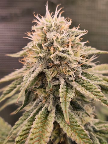 Northern lights #10 (Alaska) — flower, day 74