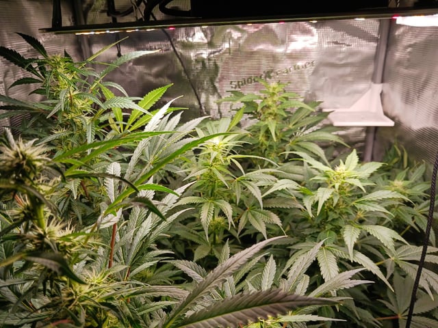 9lbhammer feminized  — flower, day 63