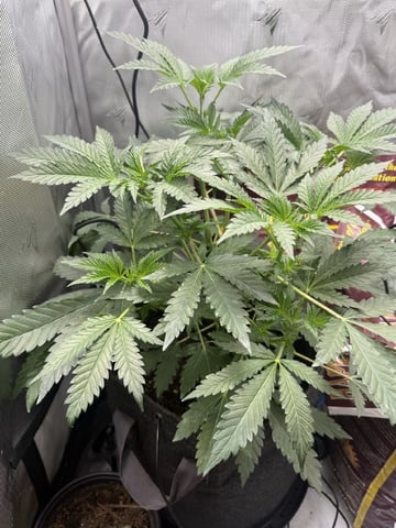 Random Seed — vegetative, day 35