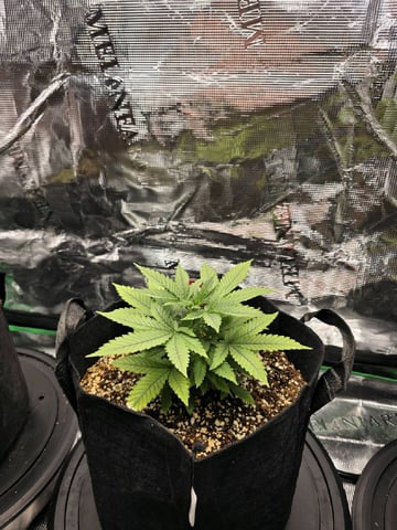 Sapphyre & Rockslide — flower, day 53