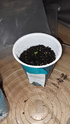 B2 — germination, day 1