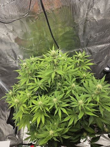 Super Skunk Auto  — flower, day 17