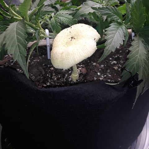 Next Attempt  — vegetative, day 31