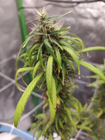 Pren seeds from brazil — flower, day 54