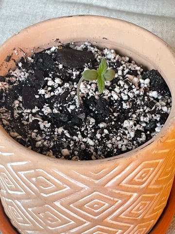 First Run — seedling_rooting, day 10