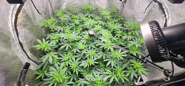 Ohio Lemon G — flower, day 36